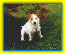 William Jack Russell Terriers