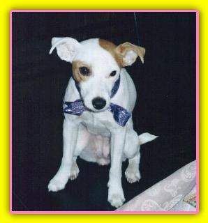 Winnie, Jack Russeell Terriers