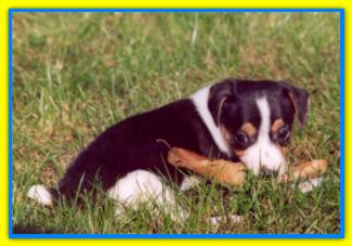 Zorro, Jack Russell Terriers