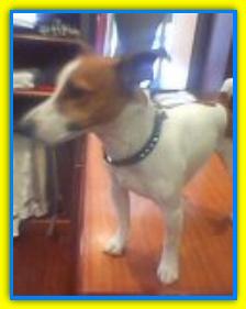 Dr.Jak, Jack Russell Terriers