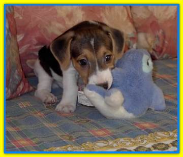 Melwaukee, Jack Russell Terriers