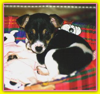 Agata, Jack Russell Terriers