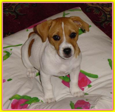 Agata, Jack Russell Terriers