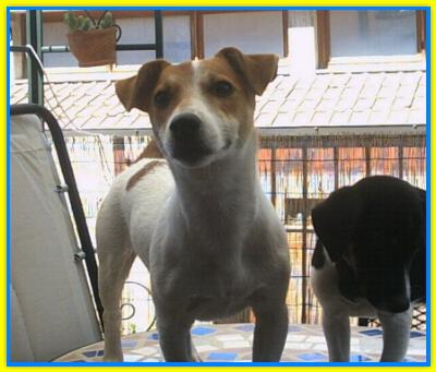 Agostino, Jack Russell Terriers