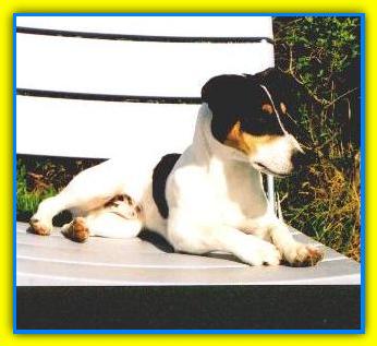 Ali, Jack Russell Terriers