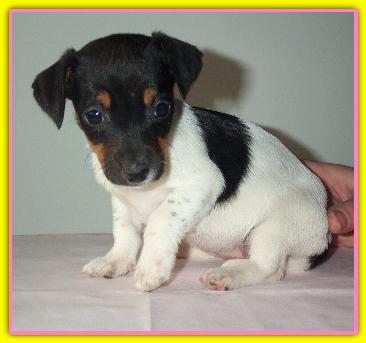 Alice A, Jack Russell Terriers
