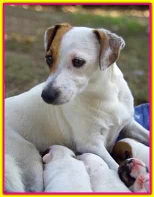 Alice M, Jack Russell Terrier