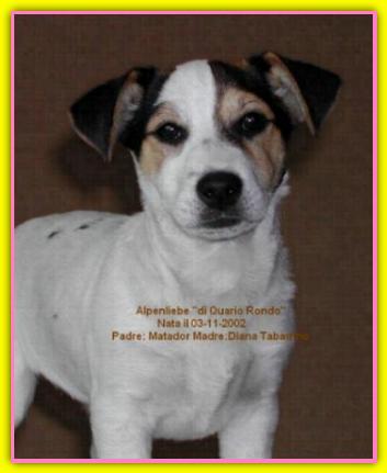 Alpenliebe, Jack Russell Terriers