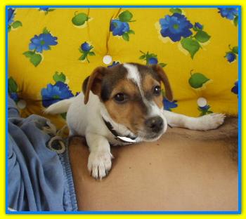 Amos, Jack Russell Terrierrs