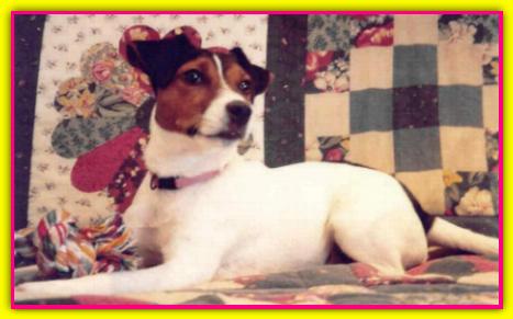 Amy, Jack Russell