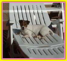 Anais, Jack Russell Terriers