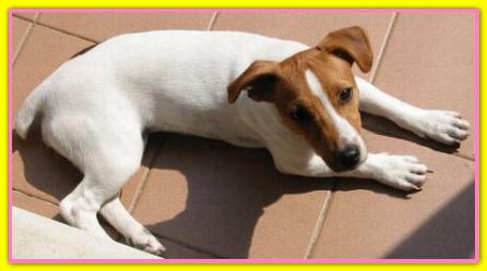 Anita, Jack Russell Terriers