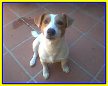 Ape, Jack Russell Terriers