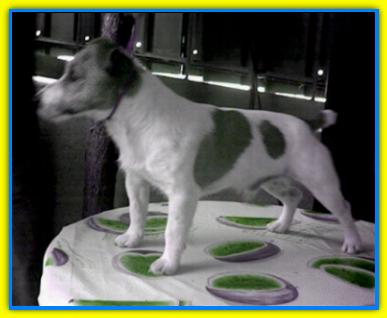 Lantaka Armagnak, Jack Russell Terriers
