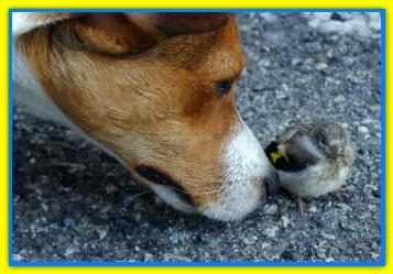 Arturo, Jack Russell Terriers