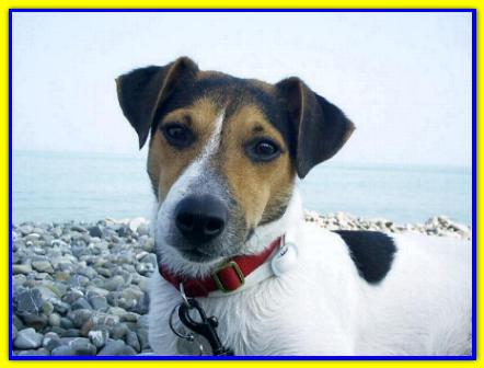 Athos, Jack Russell Terrier