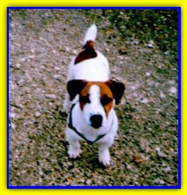 Baloubet, Jack Russell Terriers