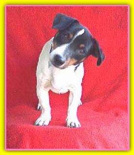 Bambu, Jack Russell Terriers
