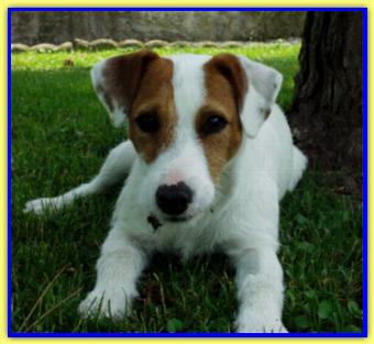 Bandito, Jack Russell Terriers