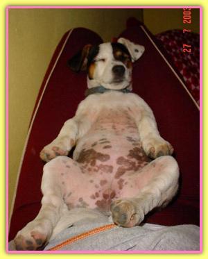 Barbie Superstar, Jack Russell Terriers