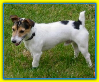 Bati, Jack Russell Terriers