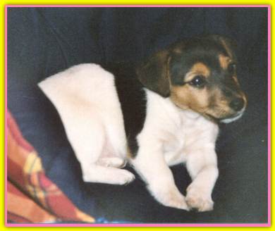 Bea, Jack Russell Terriers