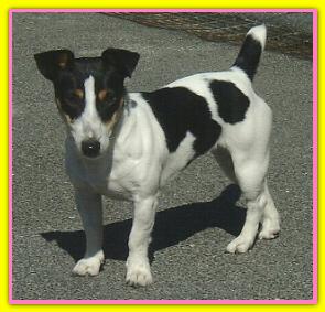 Beatrix, jacik Russell Terriers