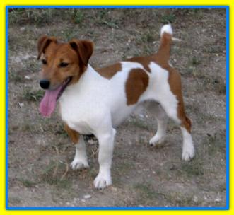 Benji, Jack Russell Terriers