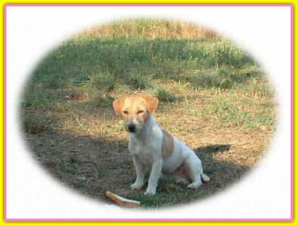 Beta Baby, Jack Russell Terriers