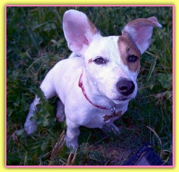 Betty, Jack Russell Terriers