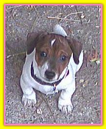 Betulla, Jack Russell Terriers