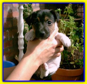 Biagio, Jack Russell Terriers