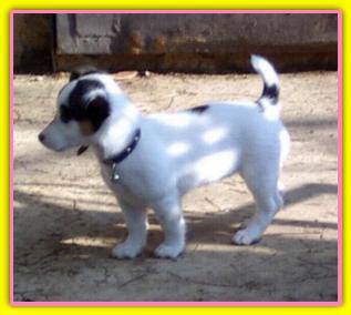 Bijaux, Jack Rusell Terriers