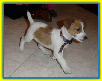 Billy, Jack Russell Terriers