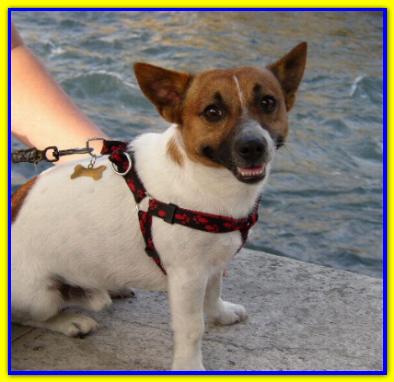 Birillo, Jack Russell Terrier