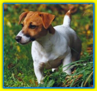 Blu, Jack Russell Terriers