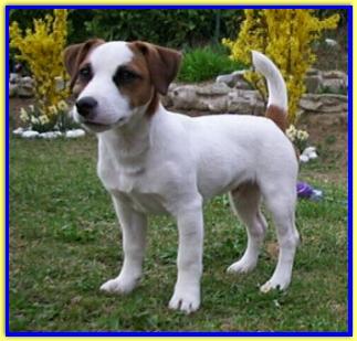 Boss, Jack Russell Terriers