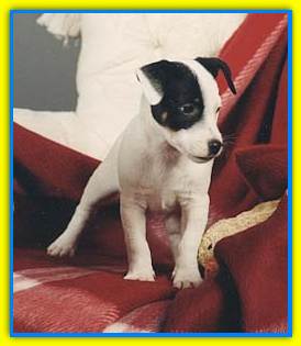 Brando, Jack Russell Terriers