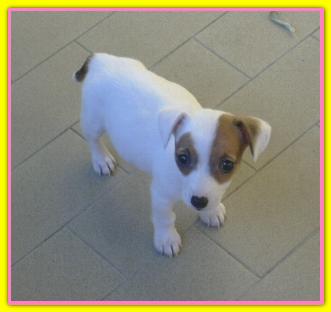Bridget, Jack Russell Terriers