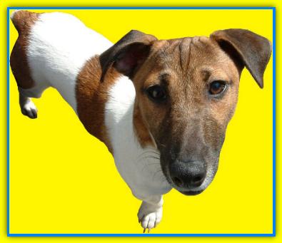Bubu, Jack Russell Terriers