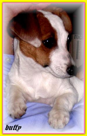Buffy, Jack Russell Terriers