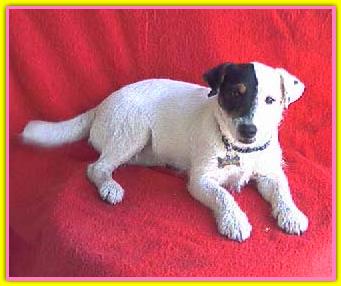 Camelia, Jack Russell Terriers