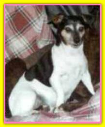 Camilla, Jack Russell Terriers