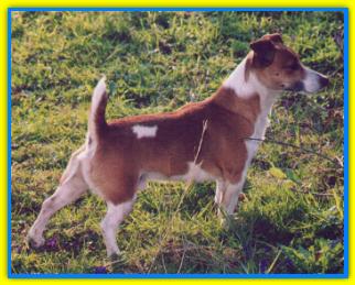 Carletto, Jack Russell Terriers