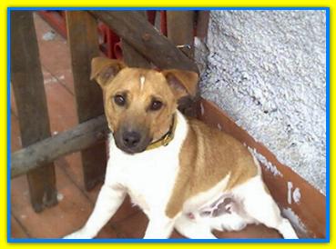 Carletto, Jack Russell Terriers