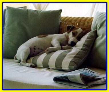 Carlo, Jack Russell Terriers