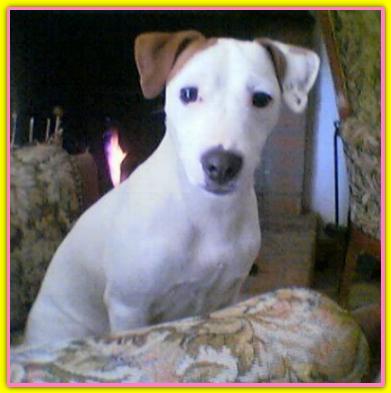 Carolina, Jack Russell Terriers