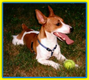 Chicco, Jack Russell Terriers