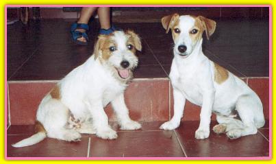 Circus Cinderella, Jack Russell Terriers