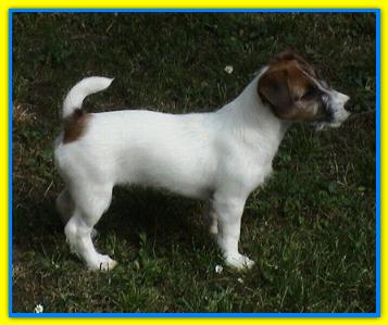 Ciro, Jack Russell Terriers